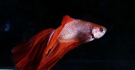 鬥魚 風水|【鬥魚飼養】養鬥魚風水禁忌、水質要求、水草選擇＆。